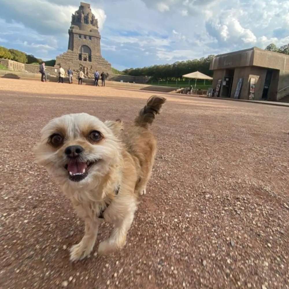 Hundetreffen-Emmy sucht neue Kumpels zum spielen und spazieren gehen.-Profilbild