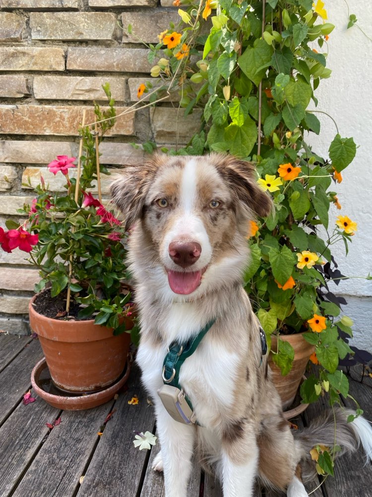 Hundetreffen-Trainingspartner gesucht-Profilbild