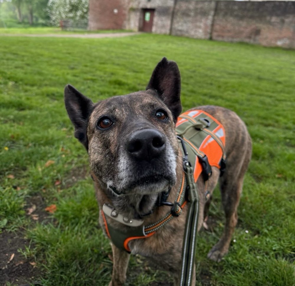 Hundetreffen-Gemeinsame Gassirunde in Kalkar-Profilbild
