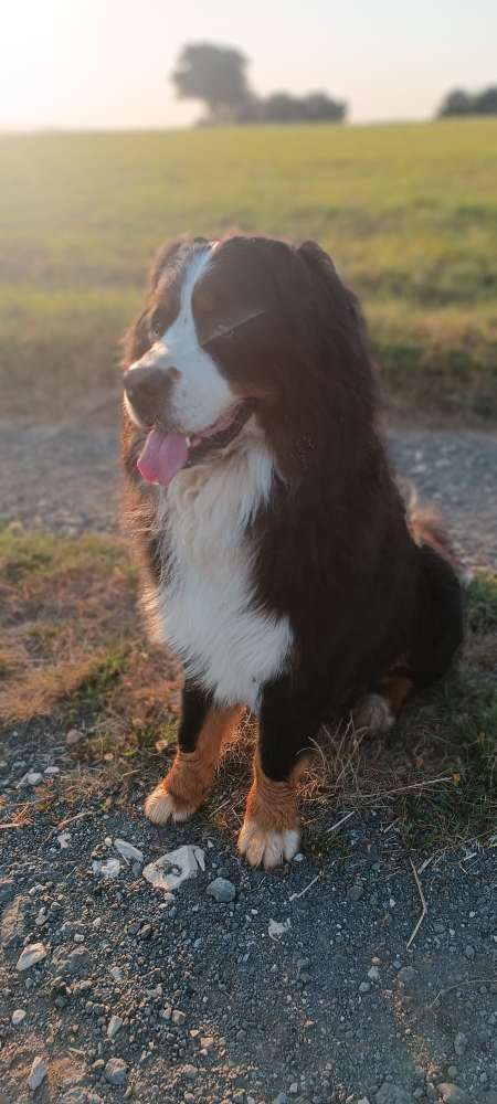 Hundetreffen-Suche neue Spielkameraden/Spielkameradin-Profilbild