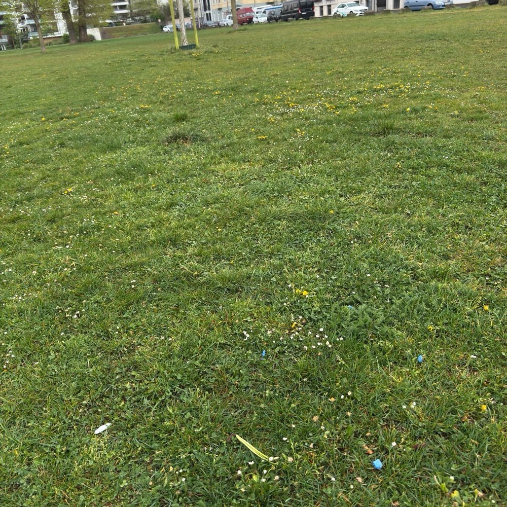 Giftköder-Rattengift auf der Wiese Hafenstraße-Profilbild