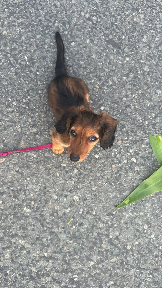 Hundetreffen-Welpentreffen in Wien-Profilbild