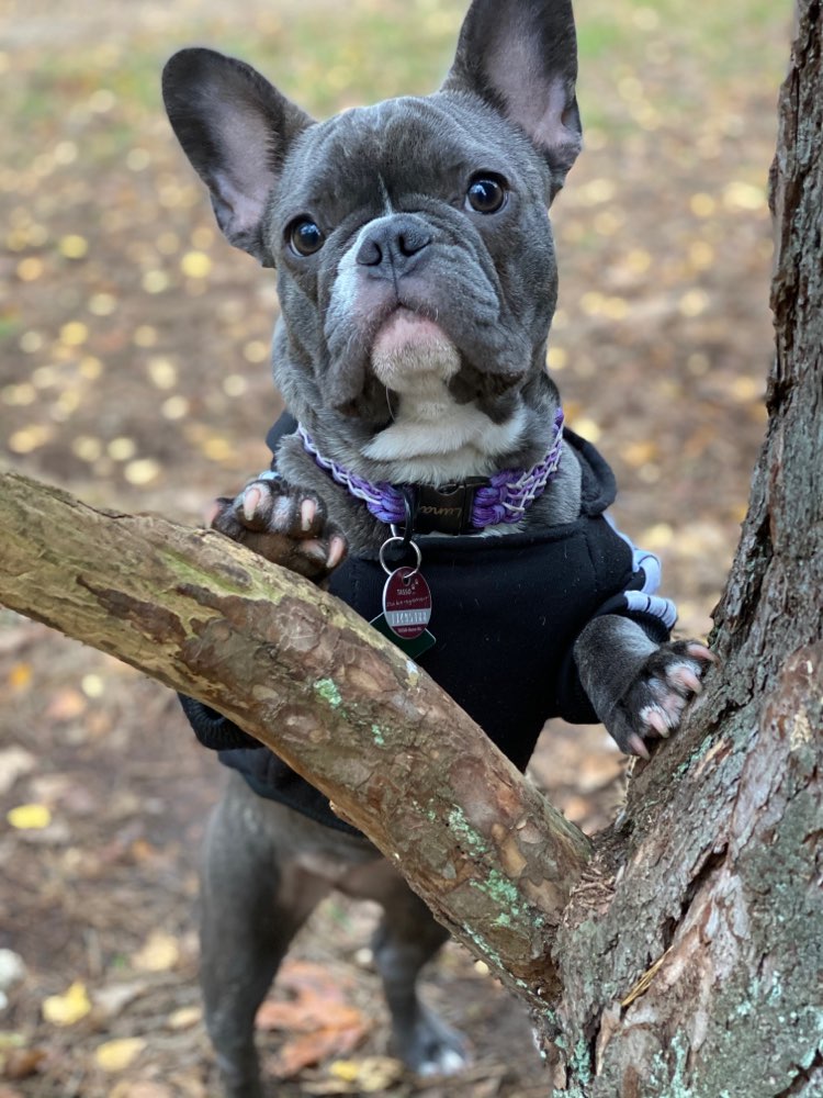 Hundetreffen-Spielrunde-Profilbild