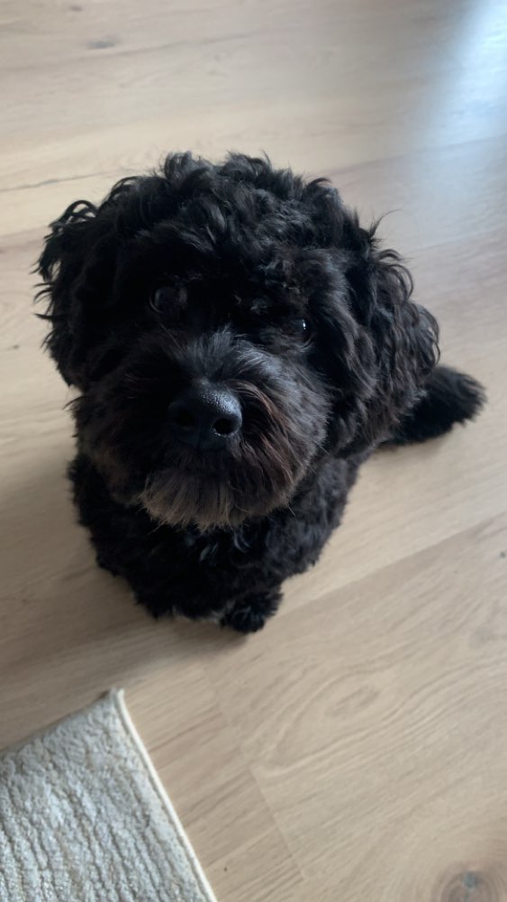 Hundetreffen-Spielfreunde-Profilbild