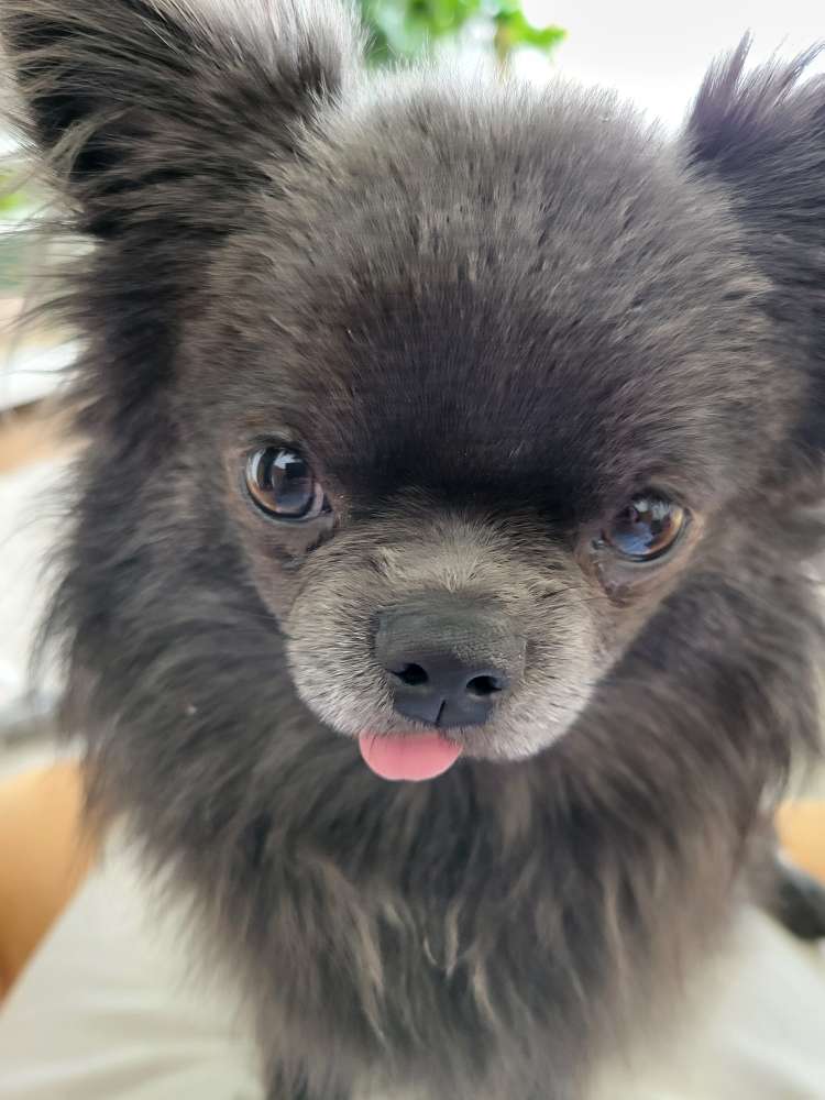 Hundetreffen-Junghundtreffen-Profilbild