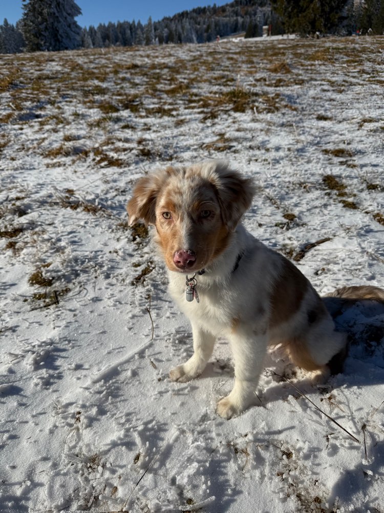 Hundetreffen-Gassipartner gesucht-Profilbild