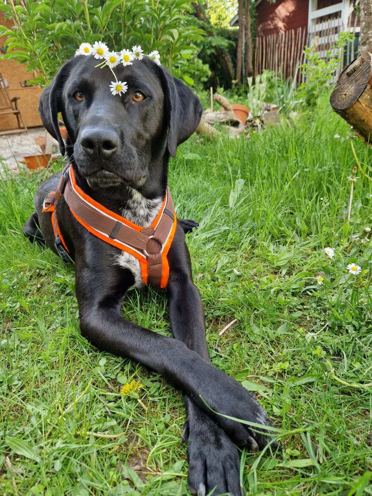 Hundetreffen-Socialwalk-Profilbild