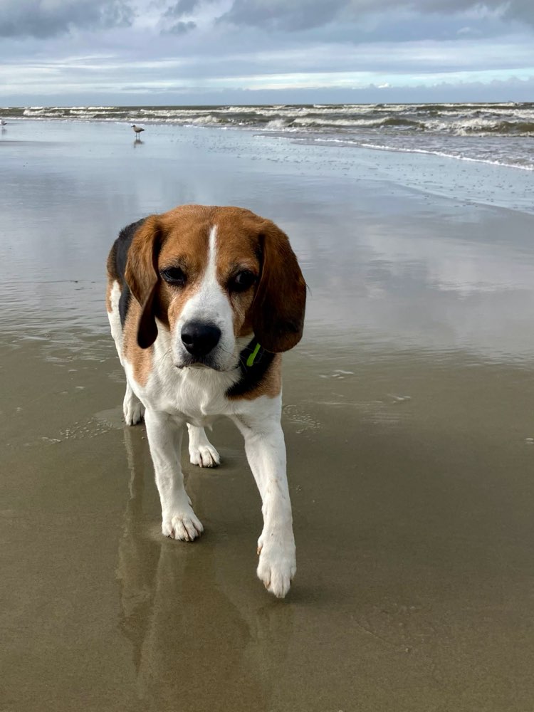 Hundetreffen-Wo sind die Senioren?-Profilbild