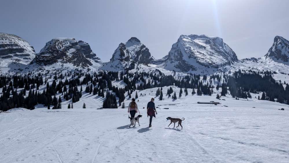 Hundetreffen-Training/ Gassi gehen/ Jagd und Windhunde-Profilbild