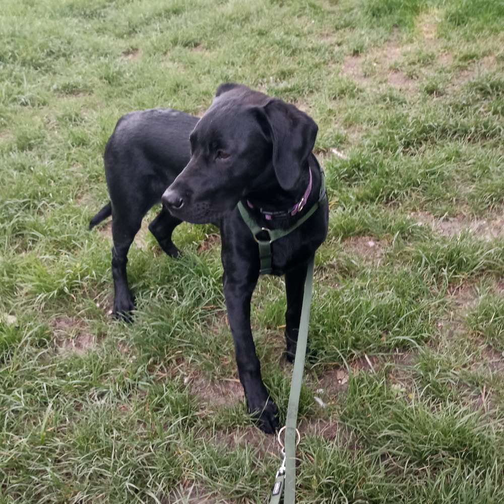 Hundetreffen-Gemeinsames spazieren gehen in Langenau und Umgebung-Profilbild