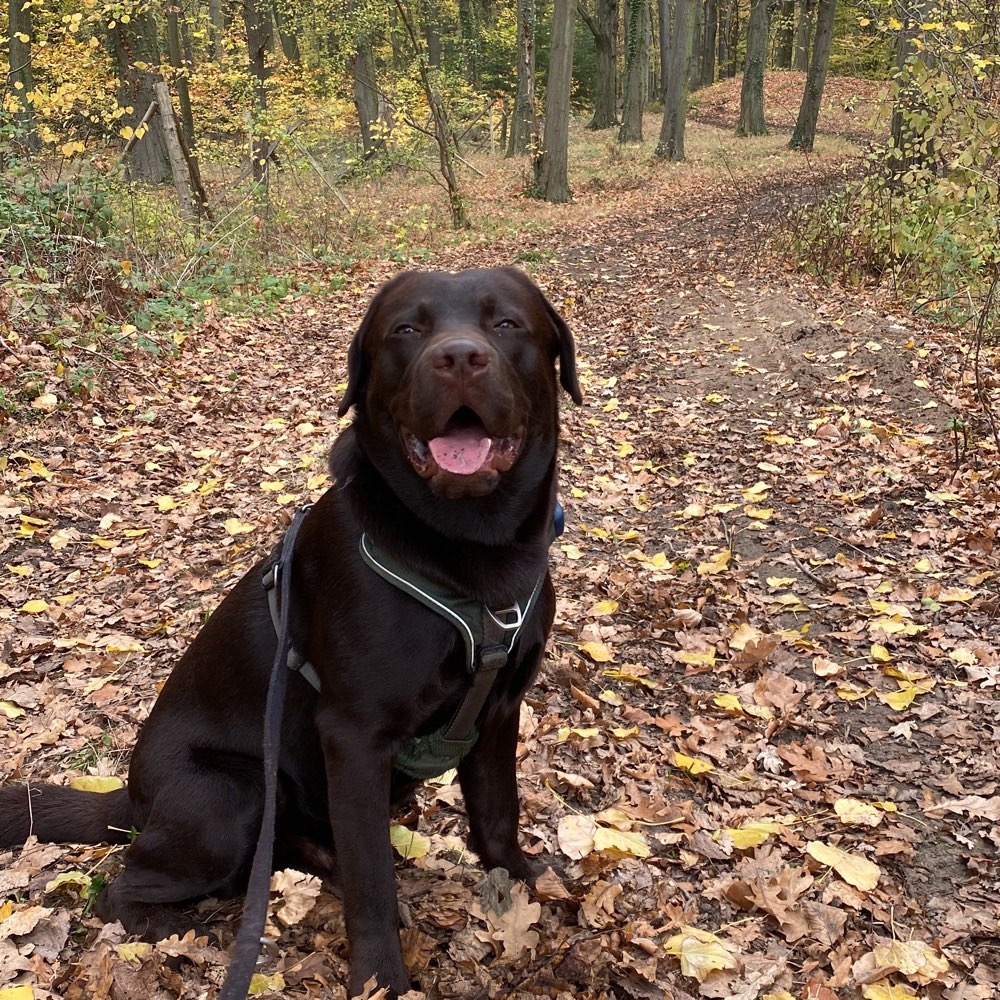 Hundetreffen-Spielpartner in der Umgebung gesucht-Profilbild