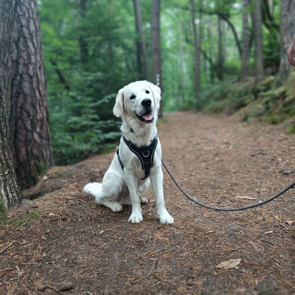 Hundetreffen-Begegnungs-/ Rückruftraining-Profilbild