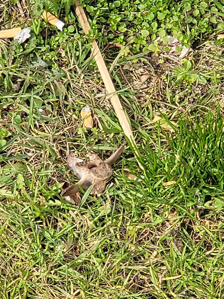 Giftköder-Knochen-Profilbild