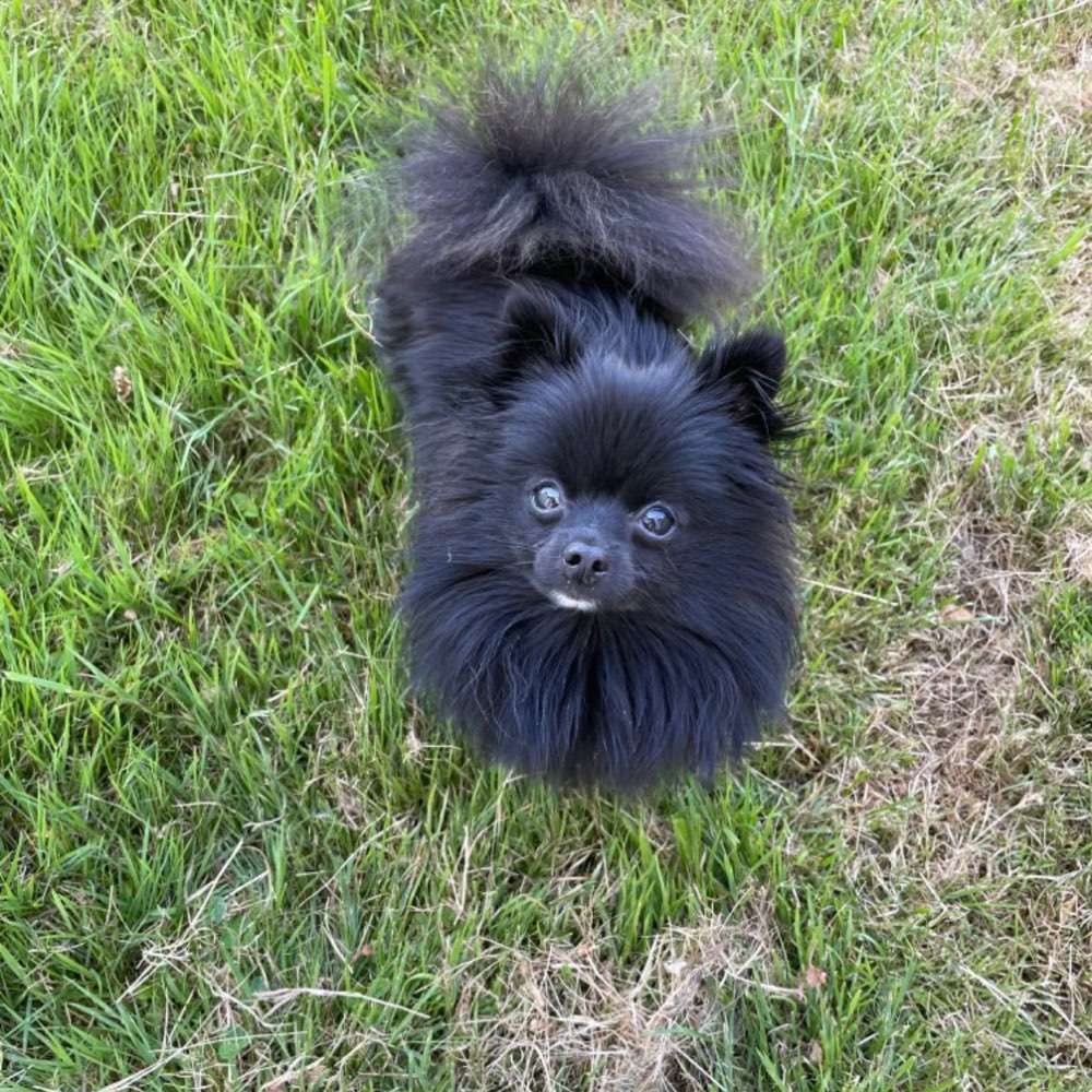 Hundetreffen-Spieltreff - Spaziergang - Welpentreff-Profilbild