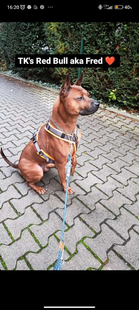 Hundetreffen-Partner für social walks gesucht-Profilbild
