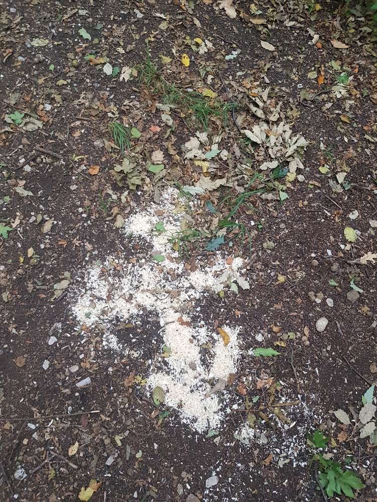 Giftköder-In 20Meter Abständen Häufchen Sägespäne-Profilbild