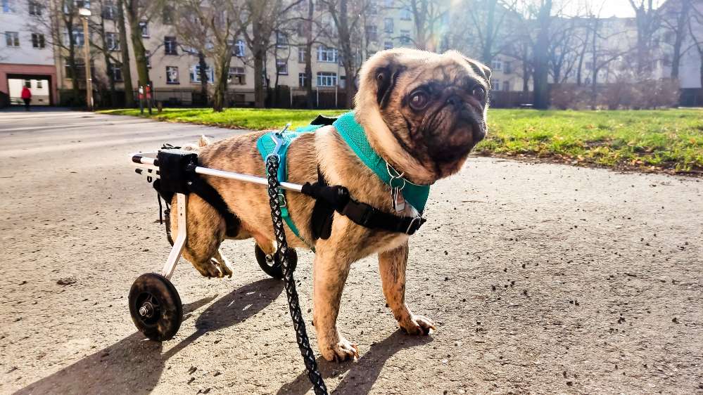 Hundetreffen-Spaziergang mit Rollimops 💚🐾💚-Profilbild