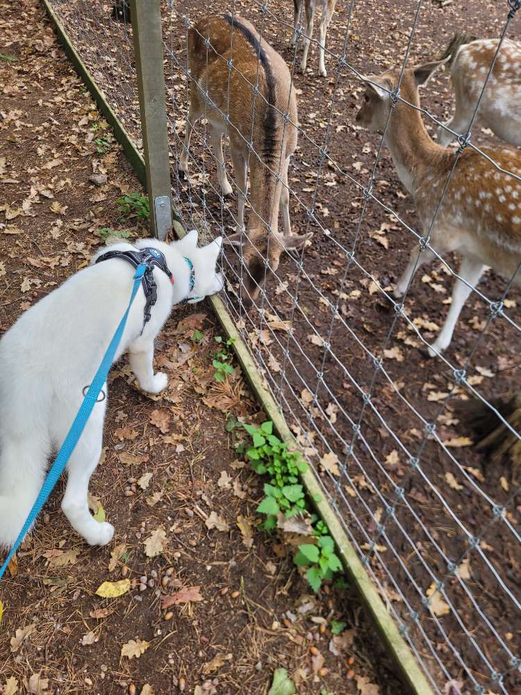 Hundetreffen-Socialwalk/Hundebegegnungen allgemein-Profilbild