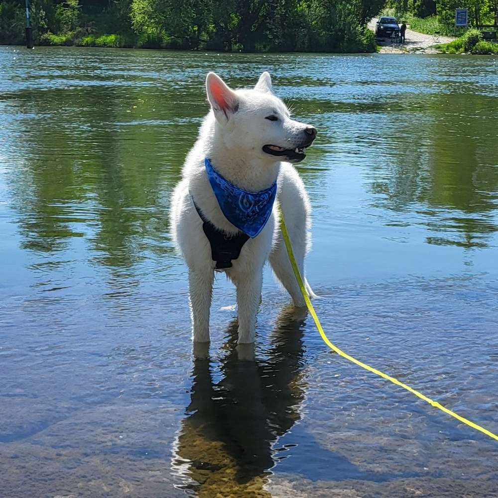 Hundetreffen-Socialwalk/Hundebegegnungen allgemein-Profilbild