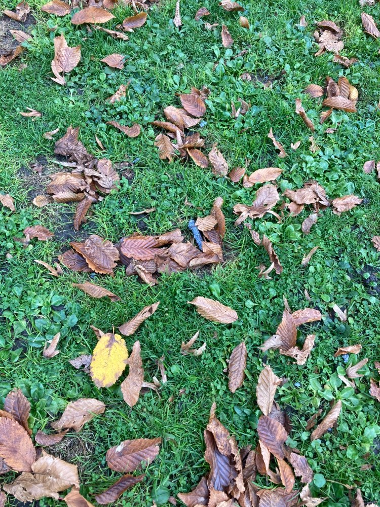 Giftköder-Styropor (Dämmung Hauswand)-Profilbild