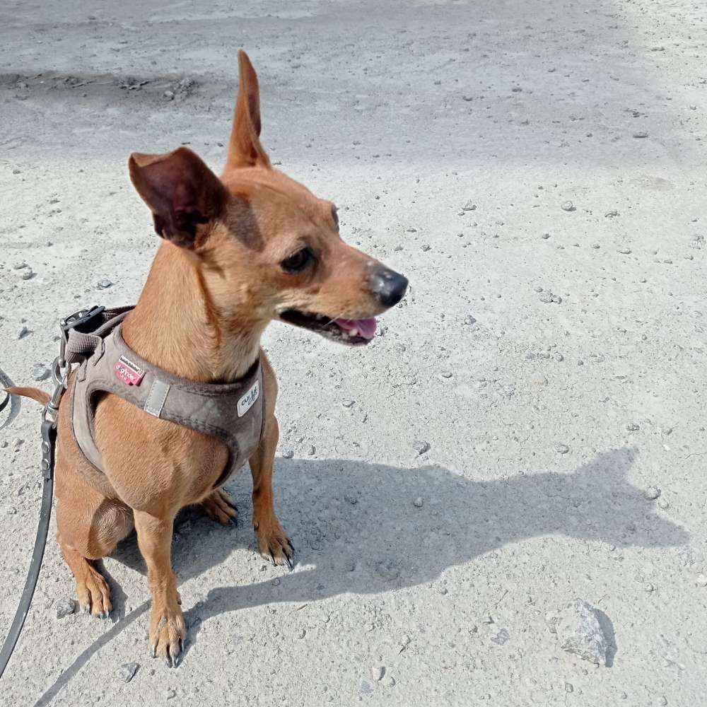 Hundetreffen-Gassitreffen-Profilbild