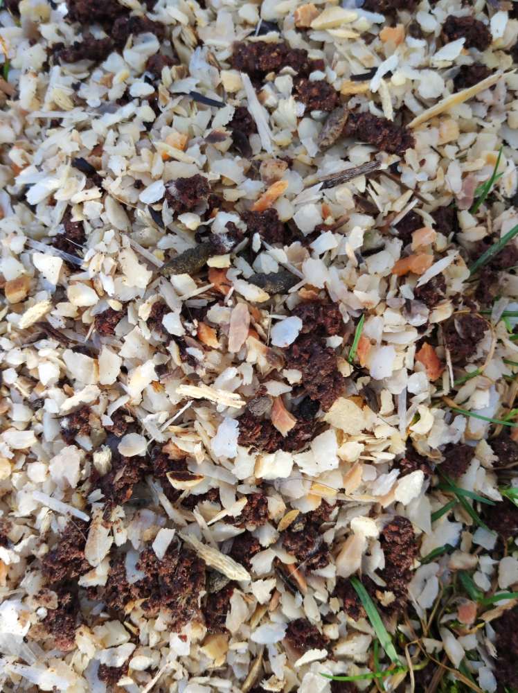 Giftköder-eventueller Giftköder mit fleischresten-Profilbild