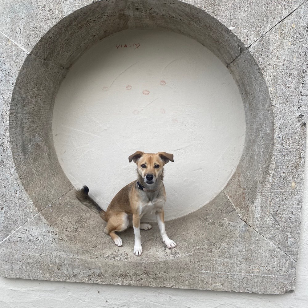 Hundetreffen-Hundebegegnungen üben-Profilbild