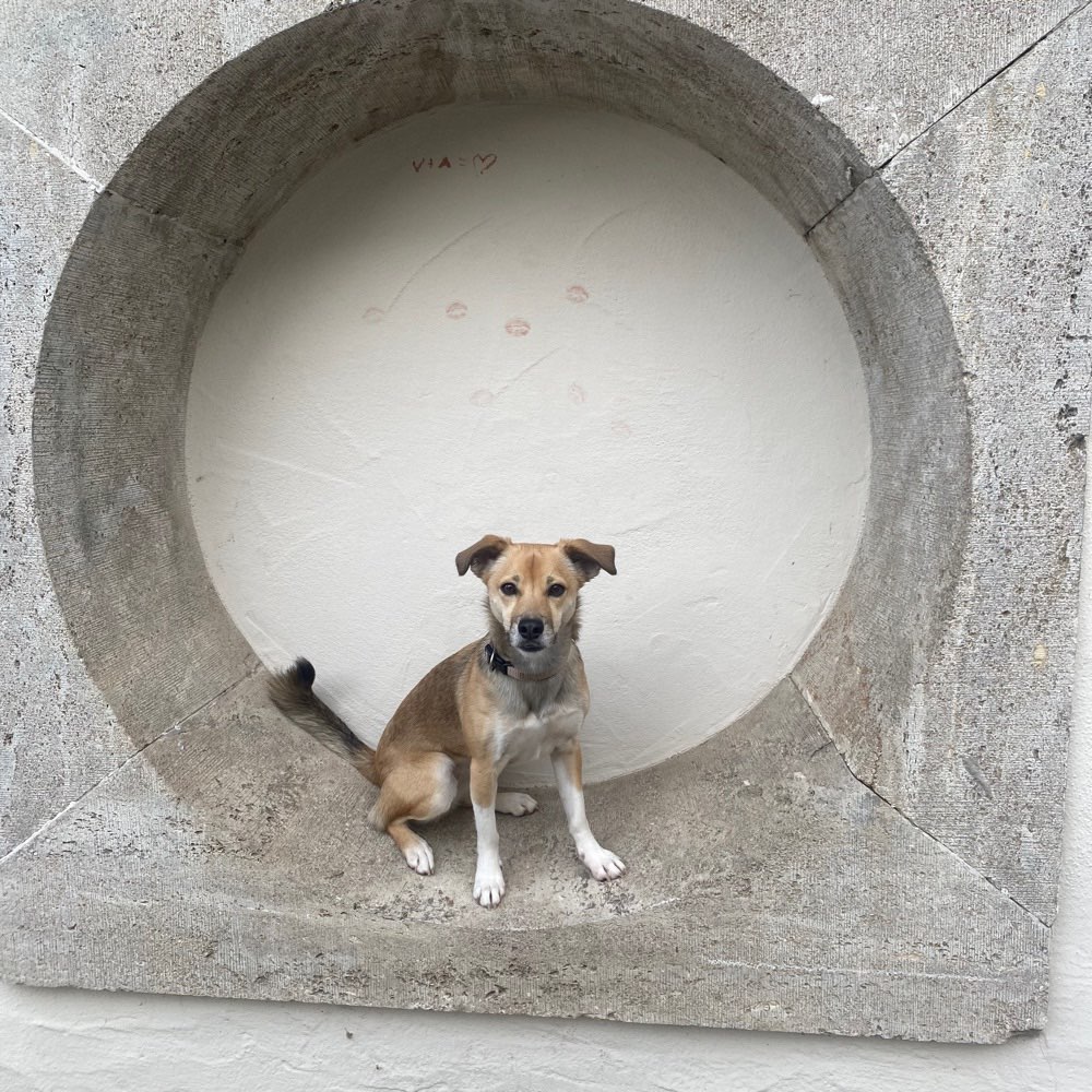 Hundetreffen-Hundebegegnungen üben-Profilbild