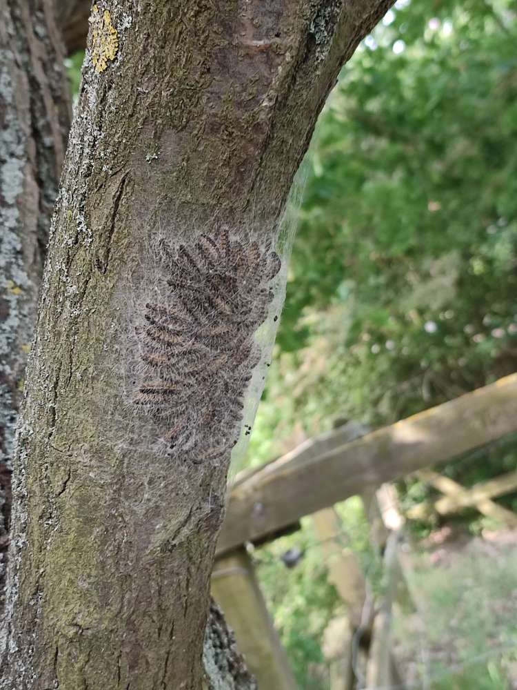 Giftköder-Eichenprozessionsspinner-Profilbild