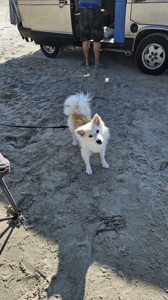 Hundetreffen-Pöbelmaus sucht Socialwalk-Profilbild