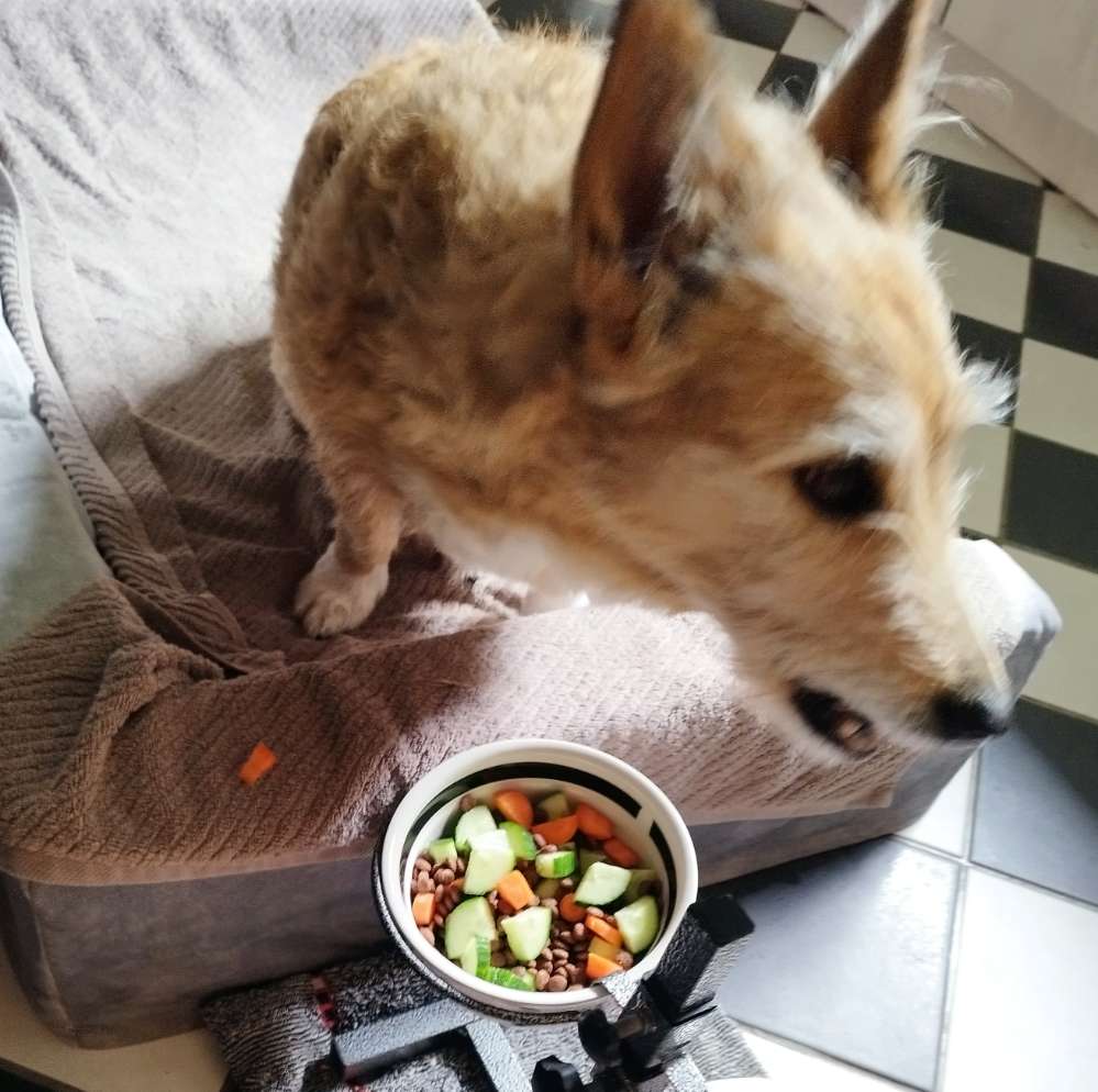 Verwöhnprogramm für Eure Fellnasen Banner