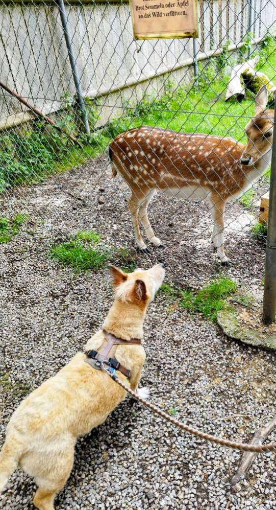 Eure Fellnase im Tierpark Banner