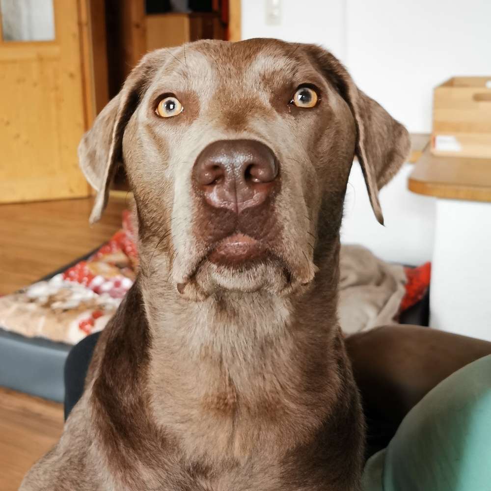 Hundetreffen-Junghunde Spielrunde-Profilbild