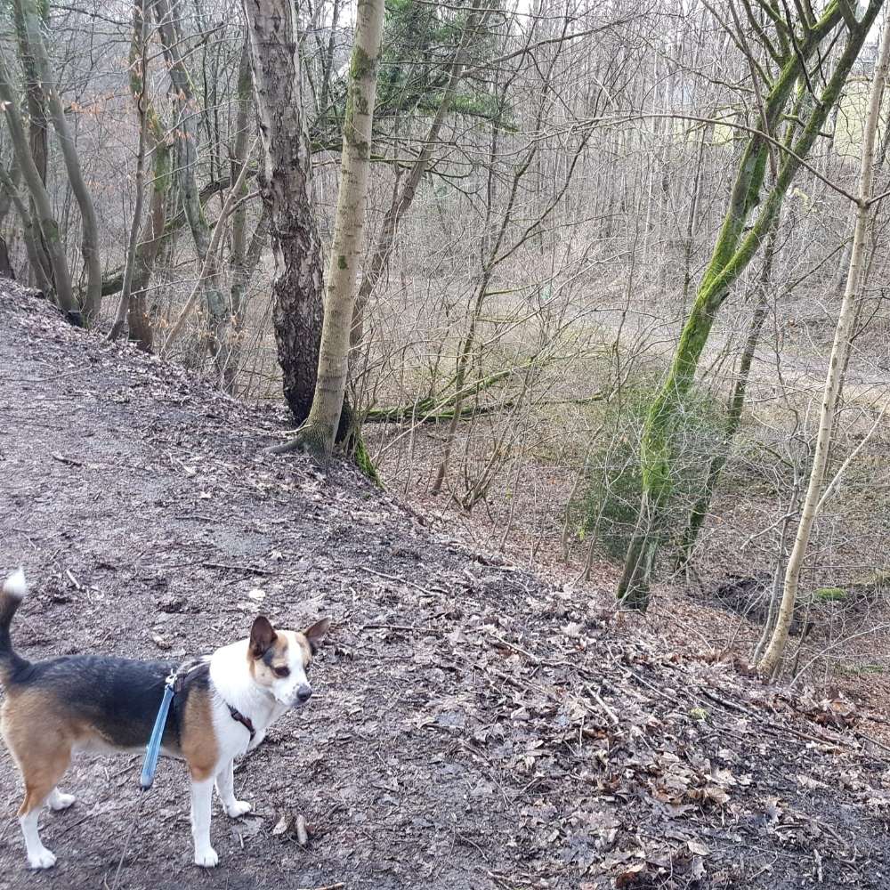 Hundetreffen-Gemeinsame Unternehmungen-Profilbild