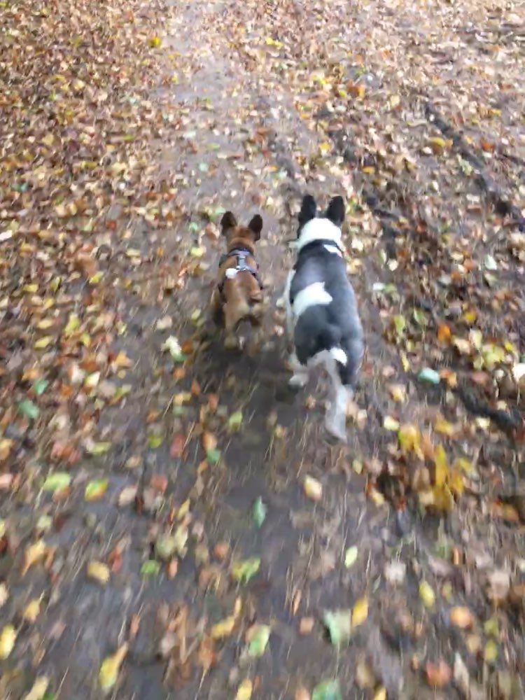 Hundetreffen-Welpen-und Junghundetreff-Profilbild