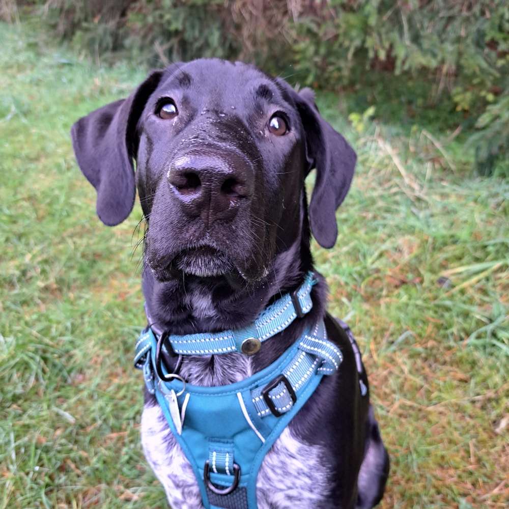 Hundetreffen-Hundekontakt-Profilbild