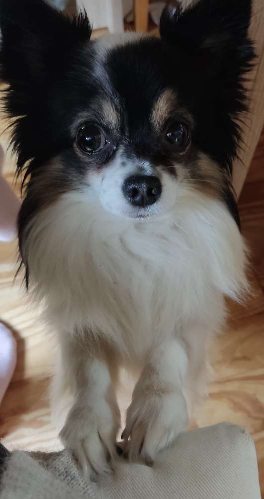 Hundetreffen-"Zwergen" Treffen im Park-Profilbild