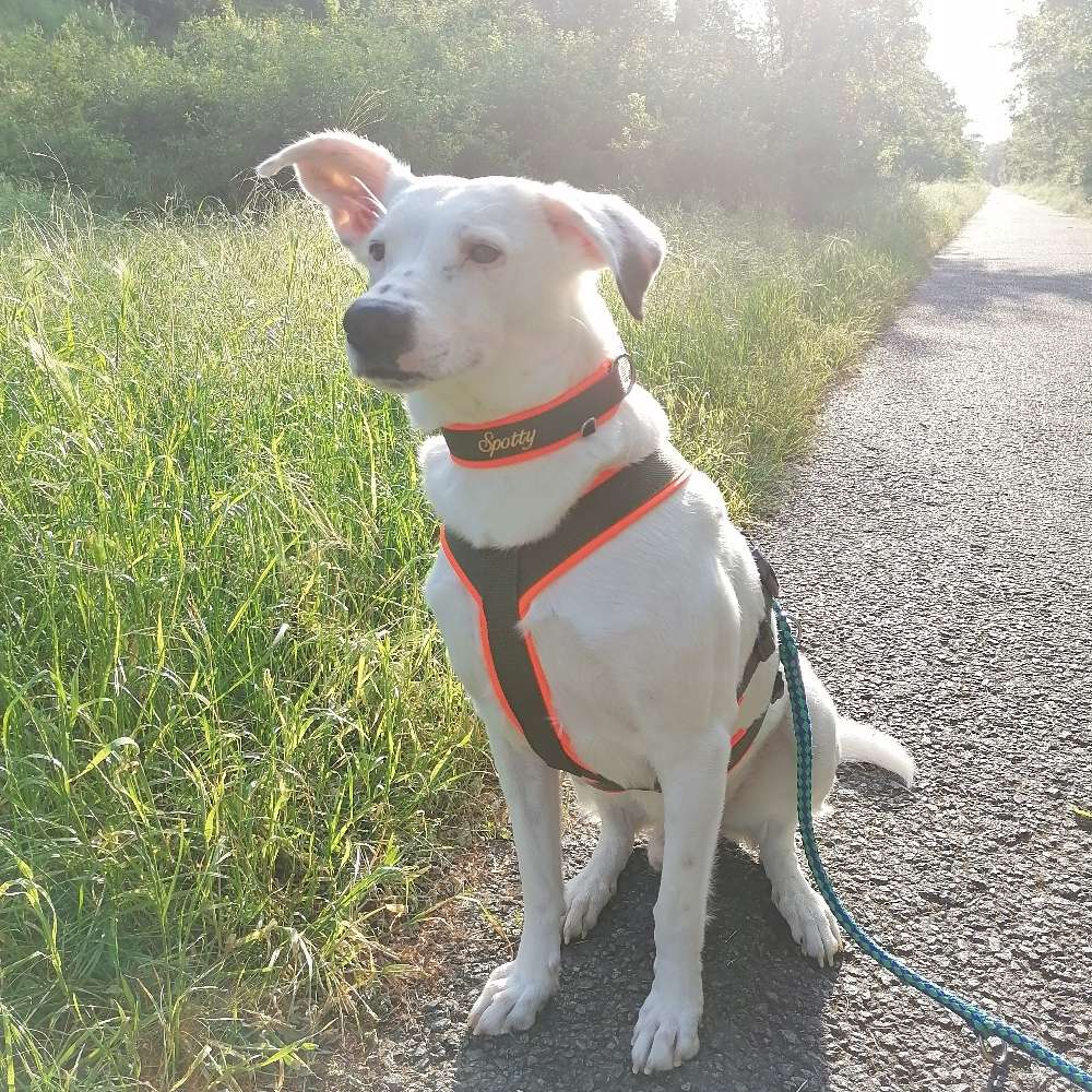 Hundetreffen-Gassi Treffen-Profilbild
