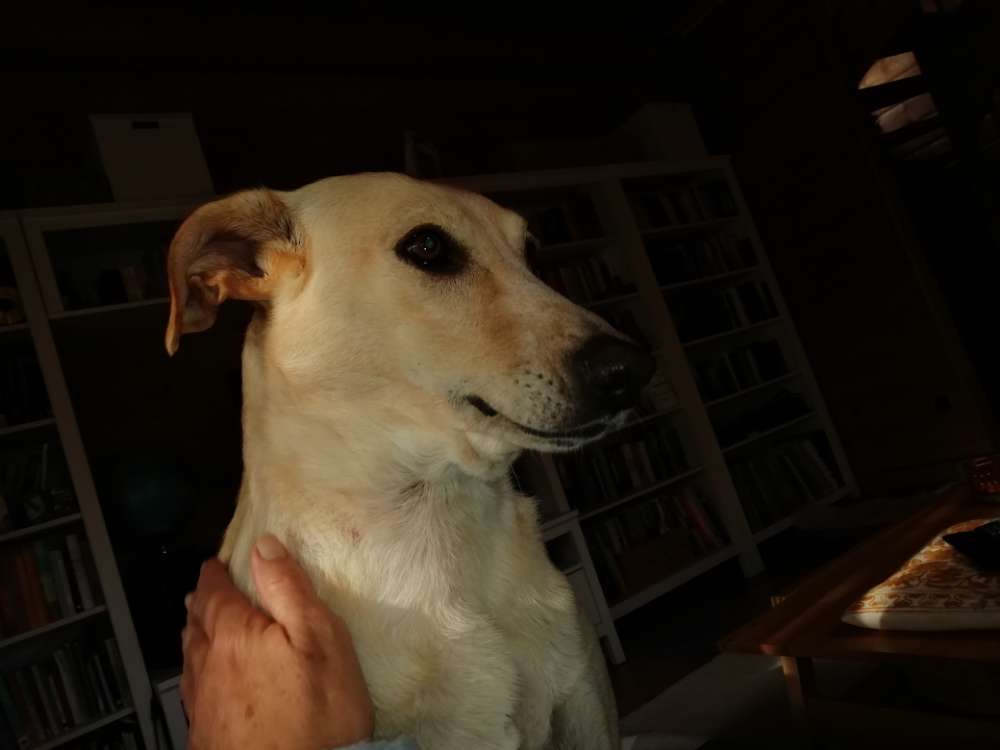 Hundetreffen-Spaziergang mit ruhigem Kumpel-Profilbild