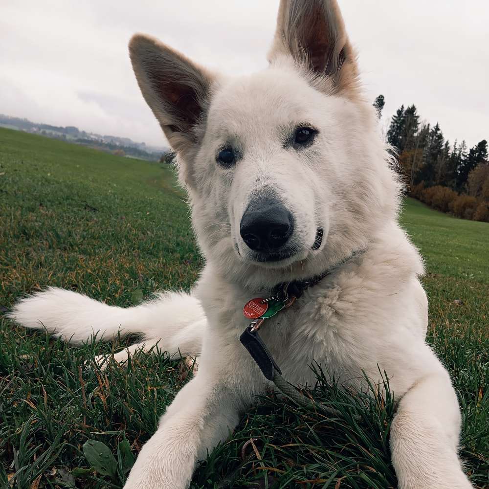 Hundetreffen-Zusammen Gassi gehen und spielen-Profilbild