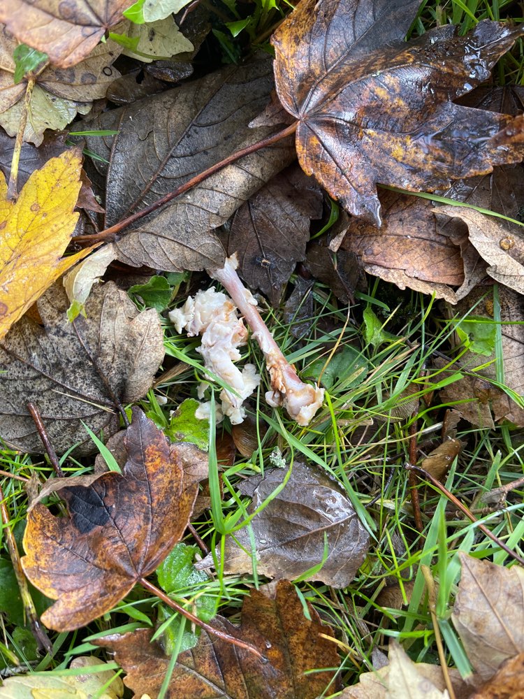 Giftköder-Knochen-Profilbild