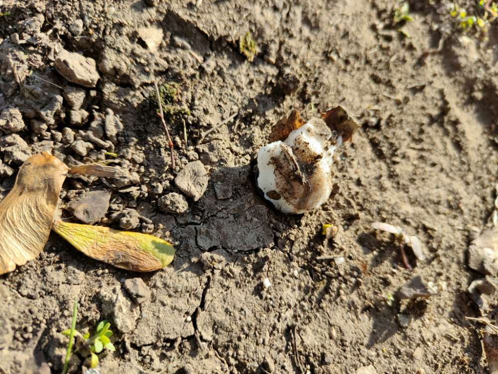 Giftköder-Weißer Klumpen-Profilbild