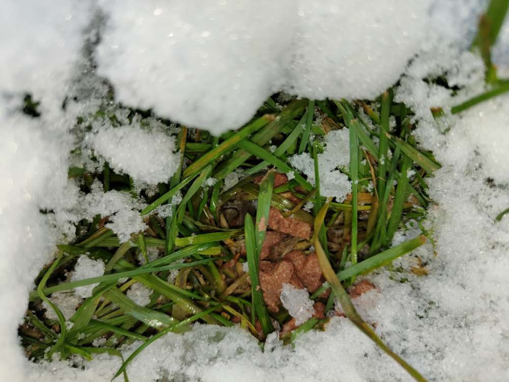 Giftköder-Vergrabenes Trockenfutter-Profilbild