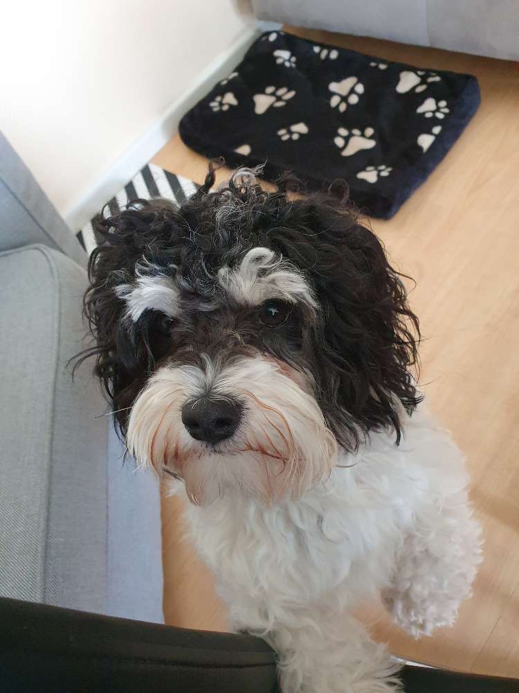 Hundetreffen-Spielpartner gesucht-Profilbild