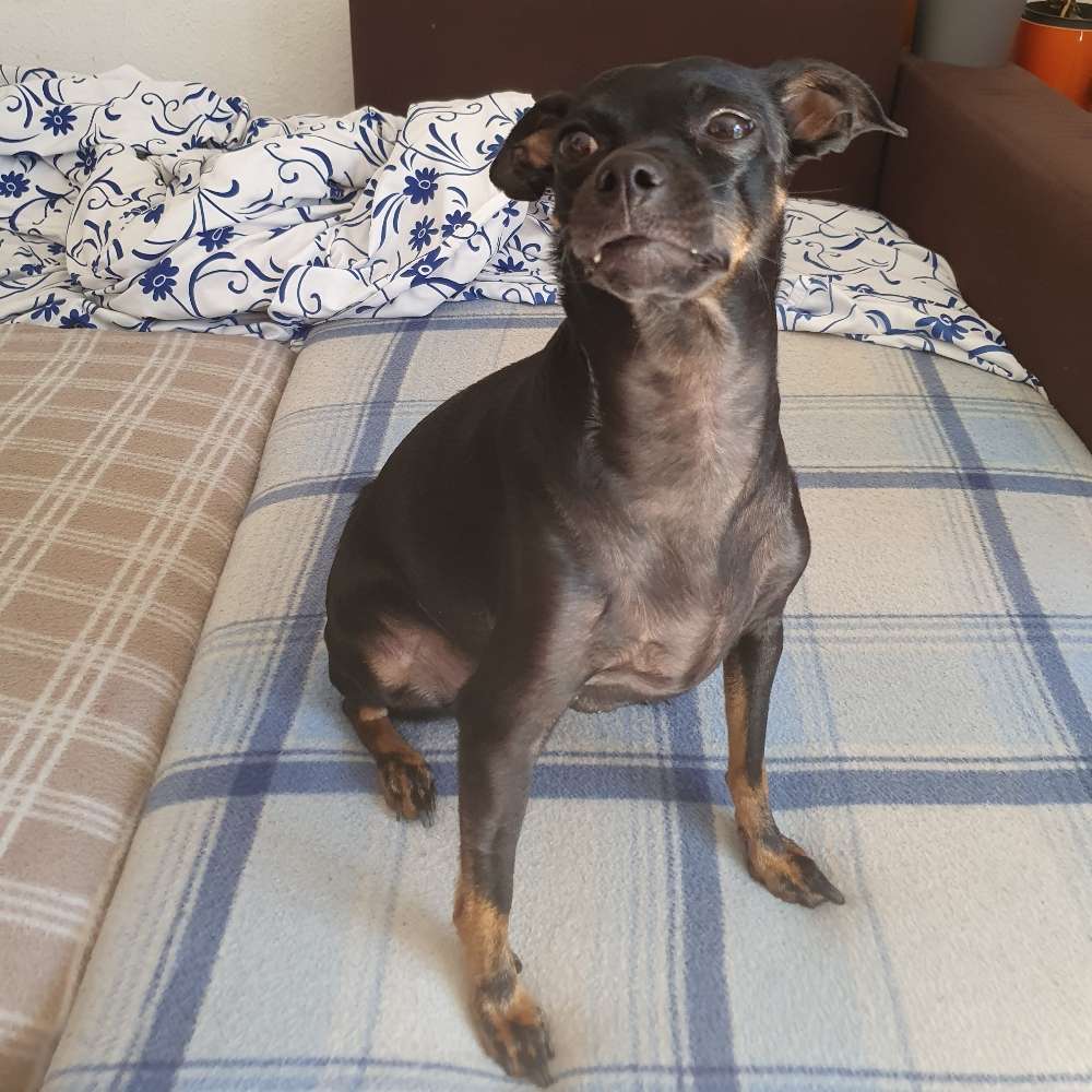 Hundetreffen-Treffen zum gemeinsammen gassi  Markgröningen  oder auch wo wir mit den Öffentlichen gut hin kommen-Profilbild