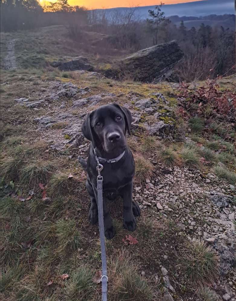 Hundetreffen-Hundetreffen-Profilbild