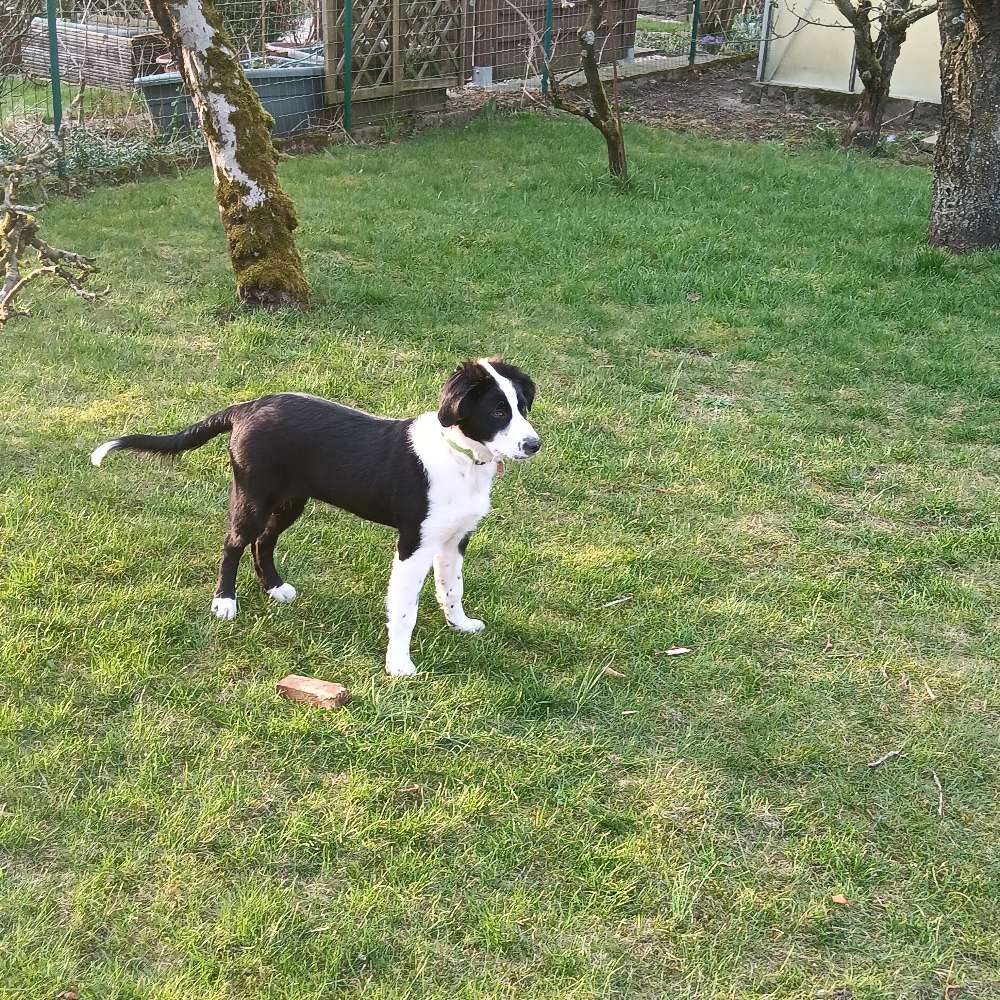 Hundetreffen-Spielen und Gassi für Spike-Profilbild