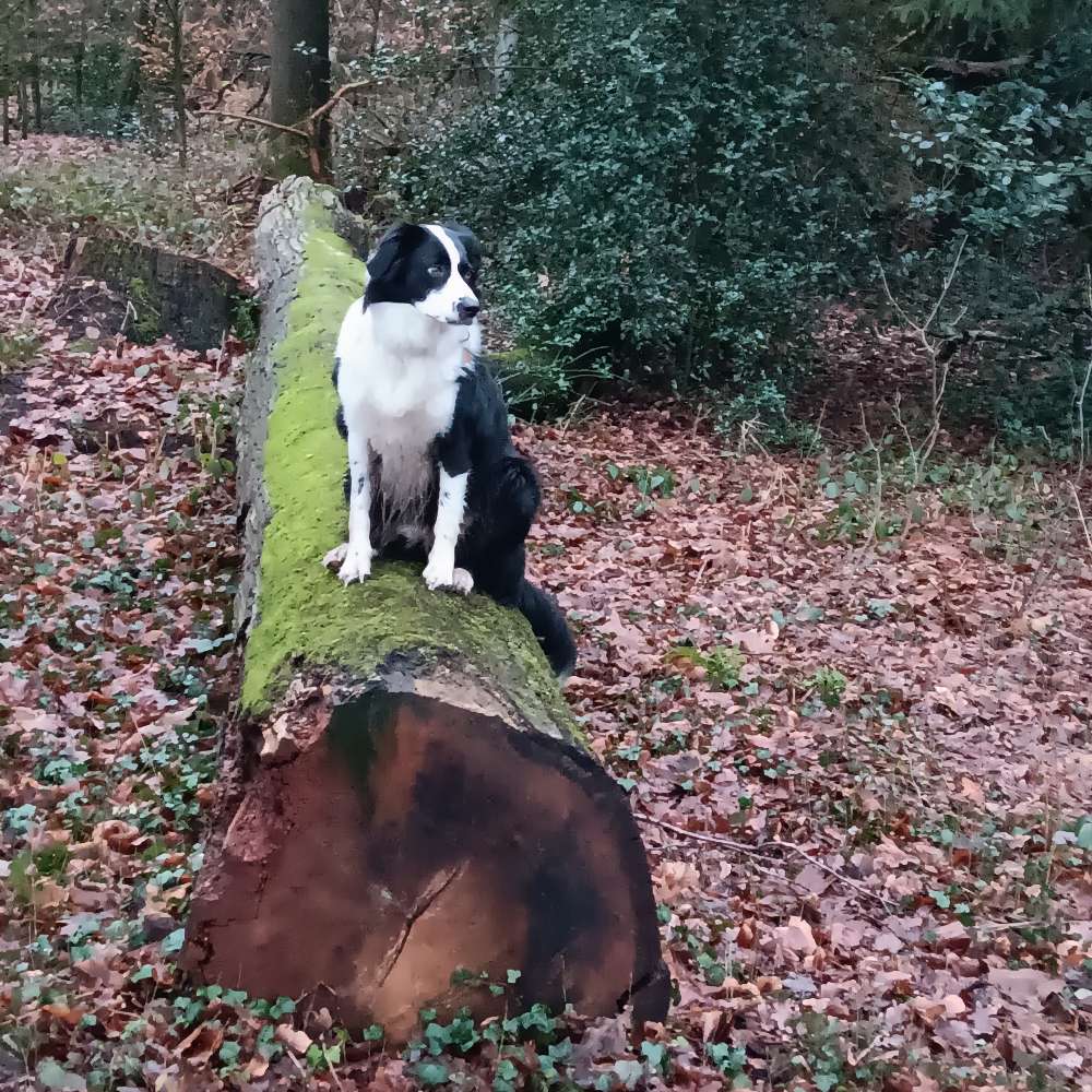 Hundetreffen-Spielen und Gassi für Spike-Profilbild