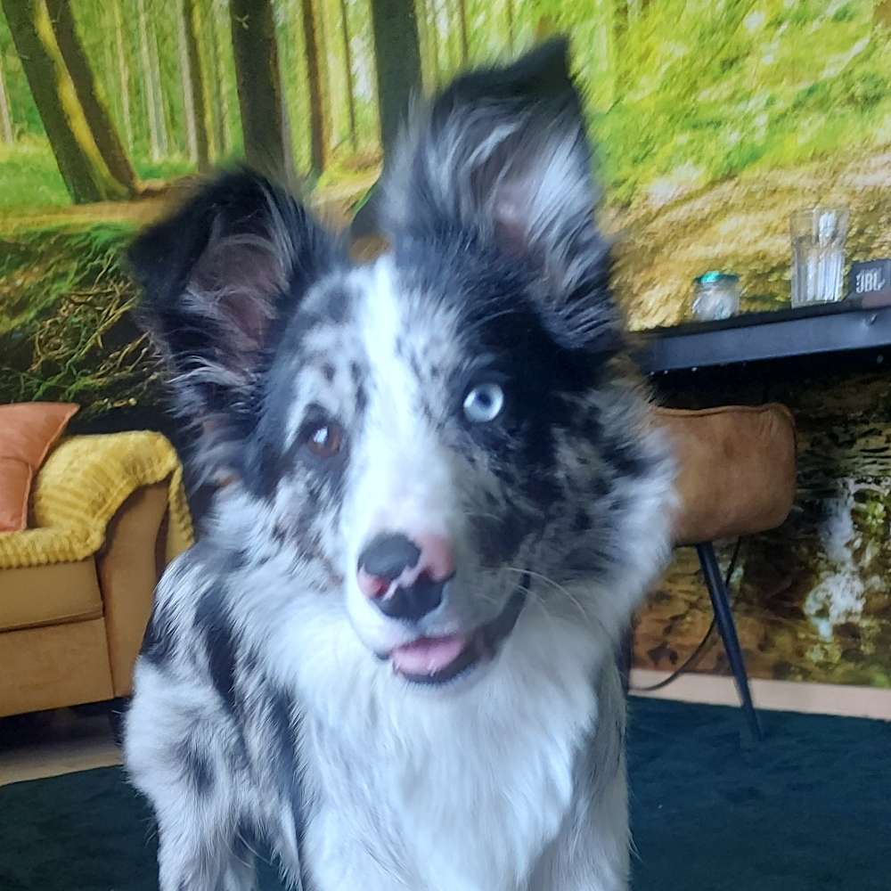 Hundetreffen-Welpentreffen oder Hund bis 20 kg-Profilbild