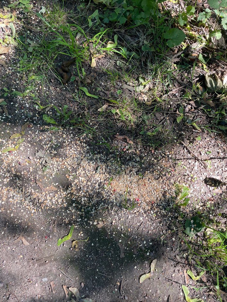 Giftköder-Achtung! Mögliches Rattengift-Profilbild